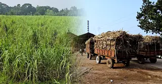 লক্ষ্যমাত্রা পূরণ করতে পারেনি নাটোরের নর্থবেঙ্গল সুগার মিল